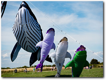 Have a look at some of our kites